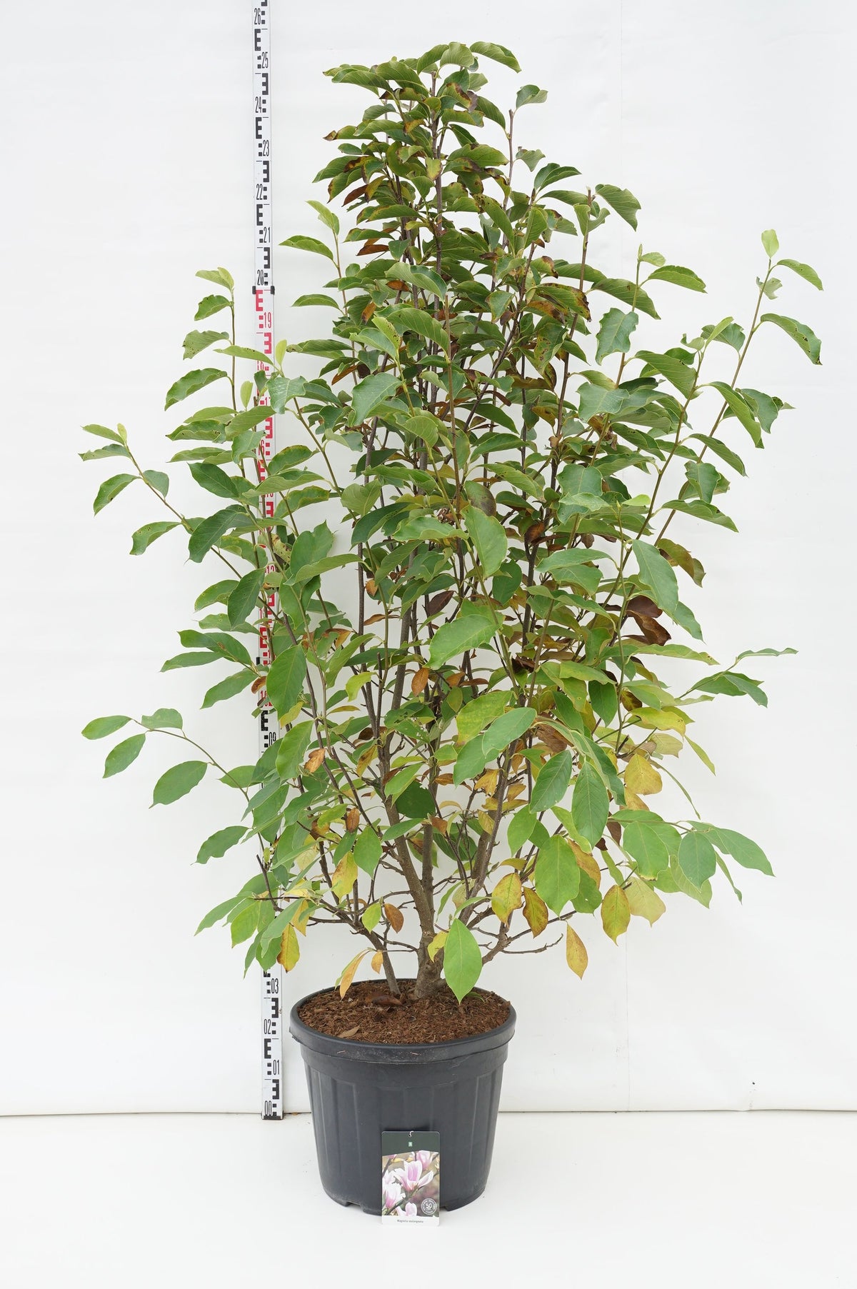 Magnolia soulangeana C55 (55 liters kruka) 200-225 cm Extra