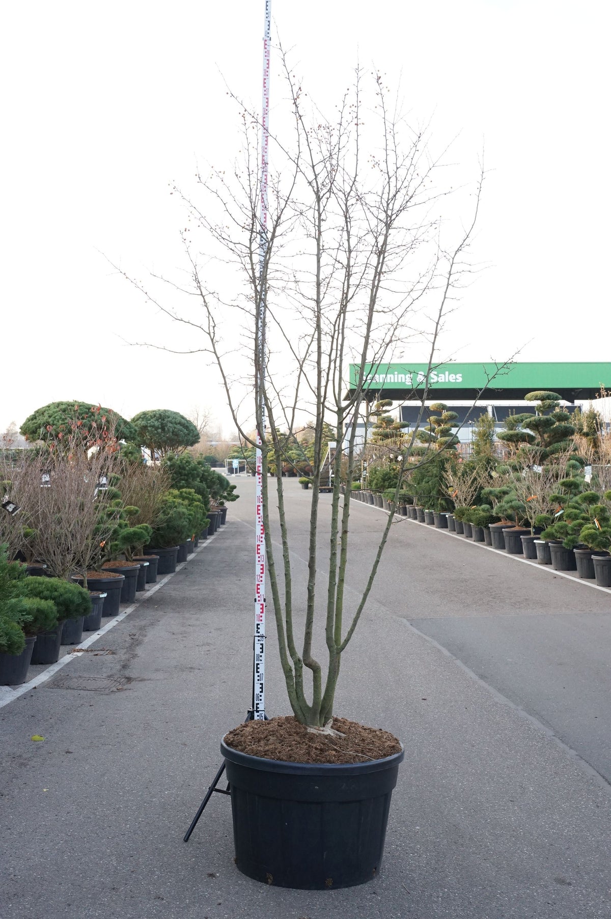 Malus toringo flerstammig C230 (230 liters kruka) 250-300 cm