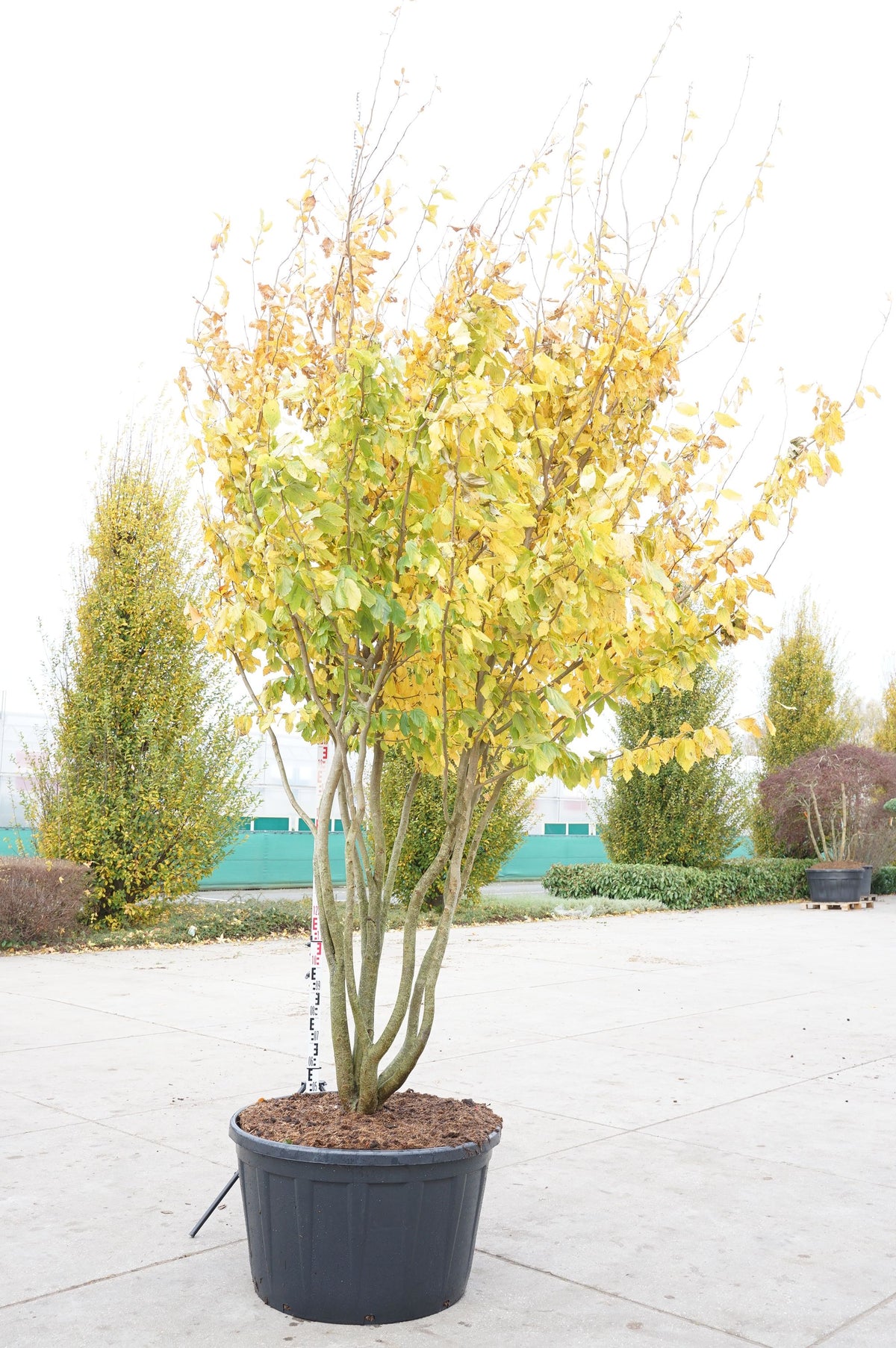 Parrotia persica 400-450 cm flerstammig C290 (290 liters kruka)