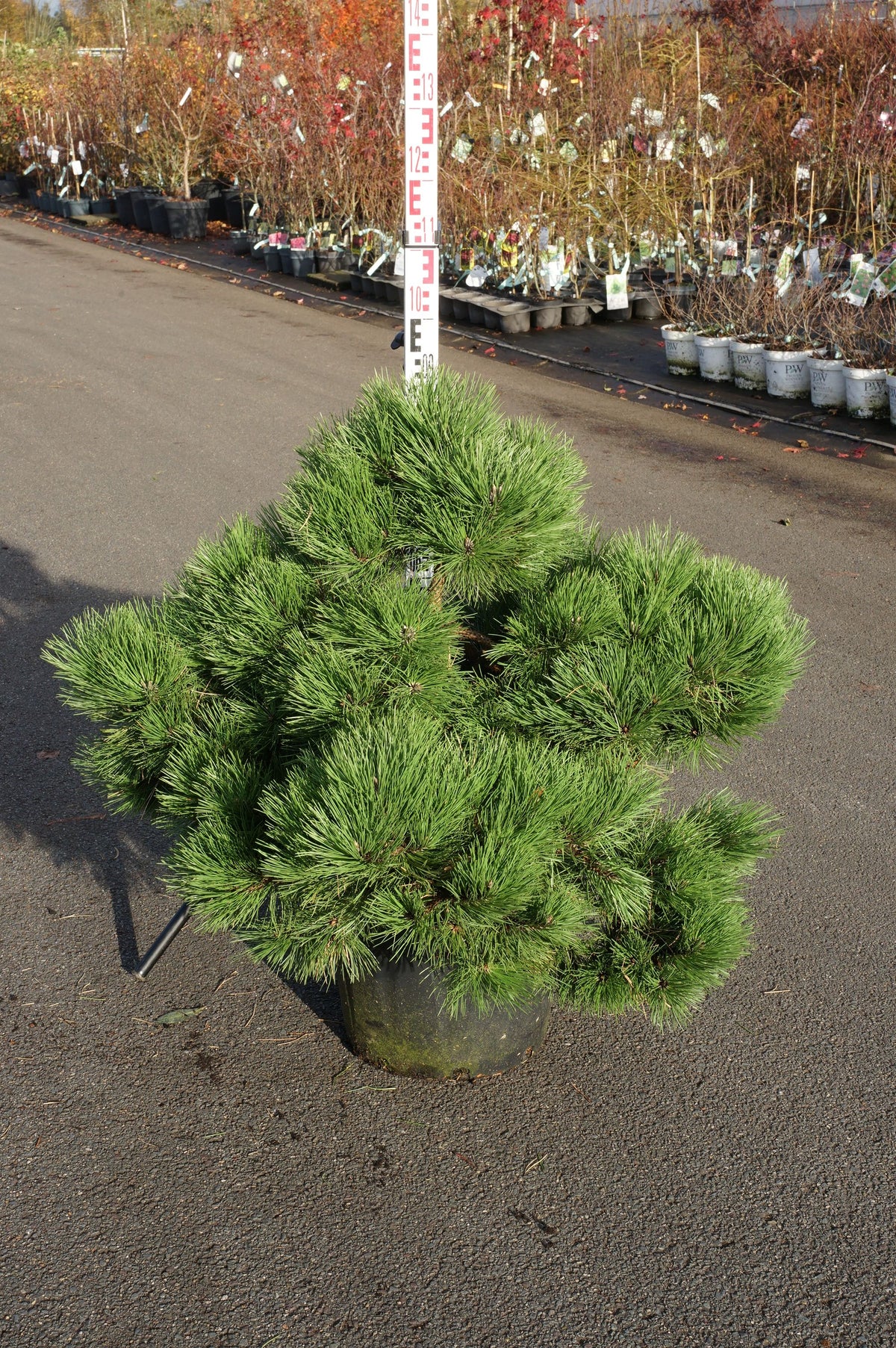 Pinus nigra &