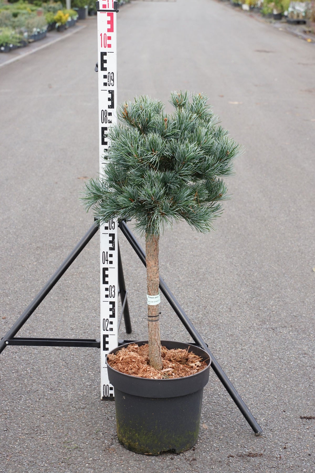 Pinus parviflora &