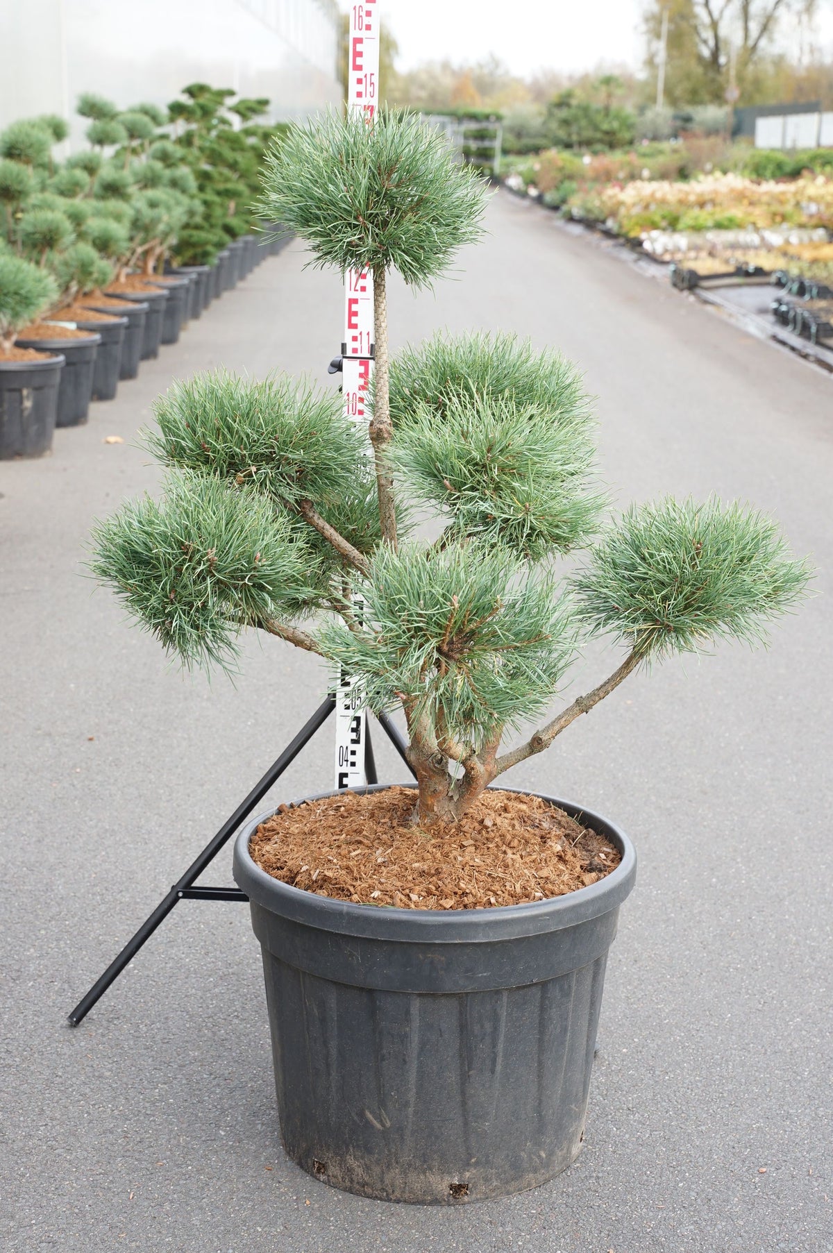 Pinus sylvestris &