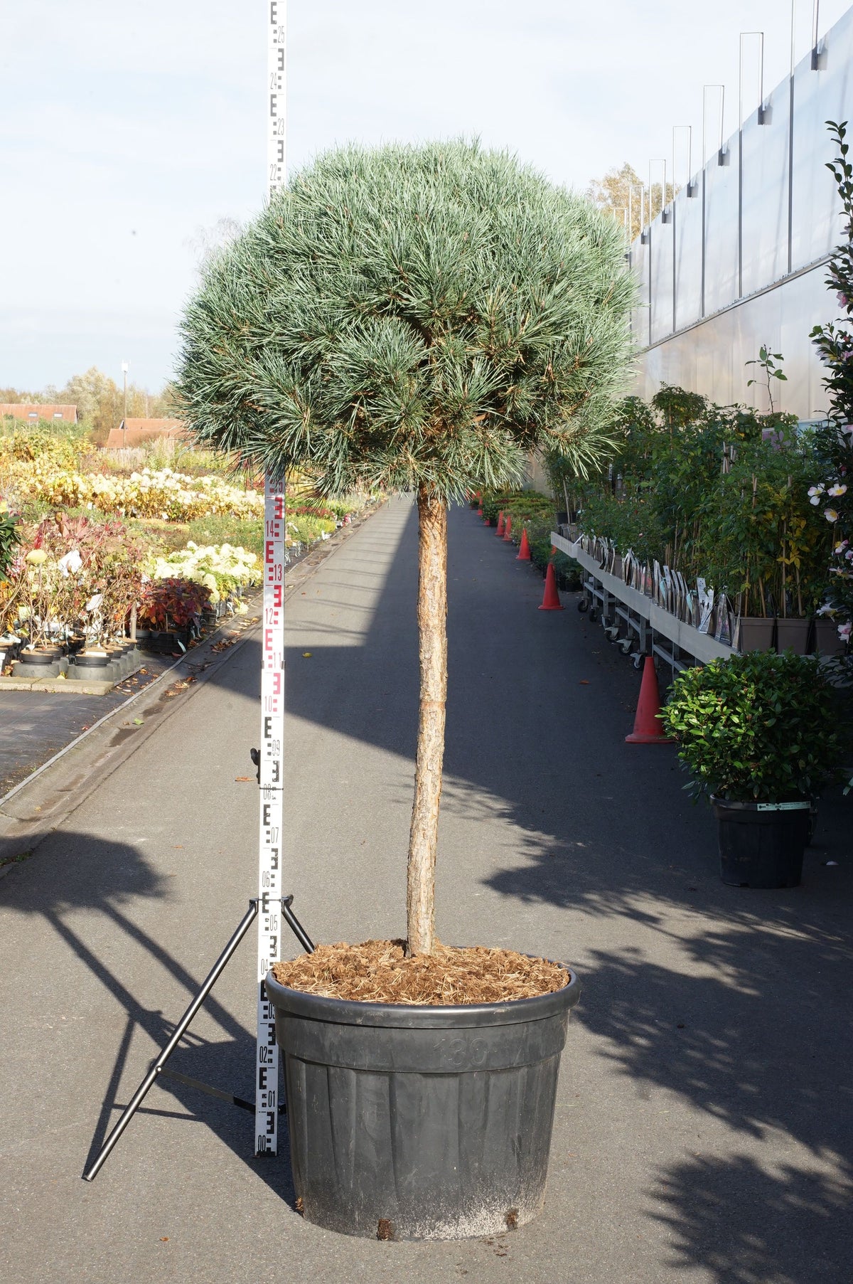 Pinus sylvestris &