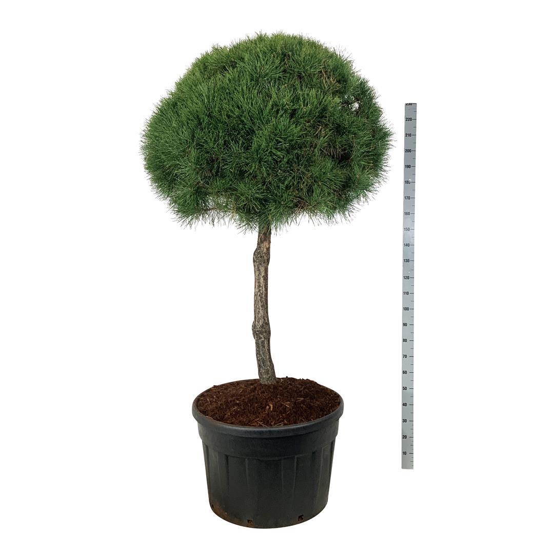 Pinus sylvestris stam 100 cm C230 (230 liters kruka)