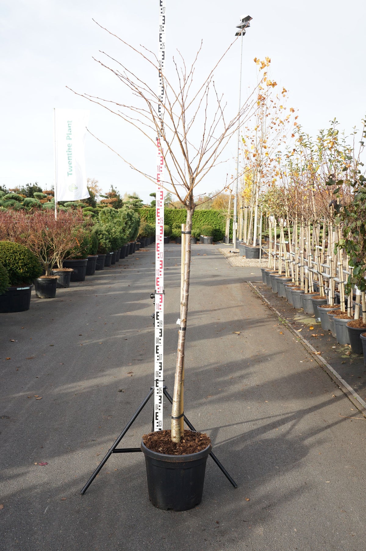 Prunus serr. &