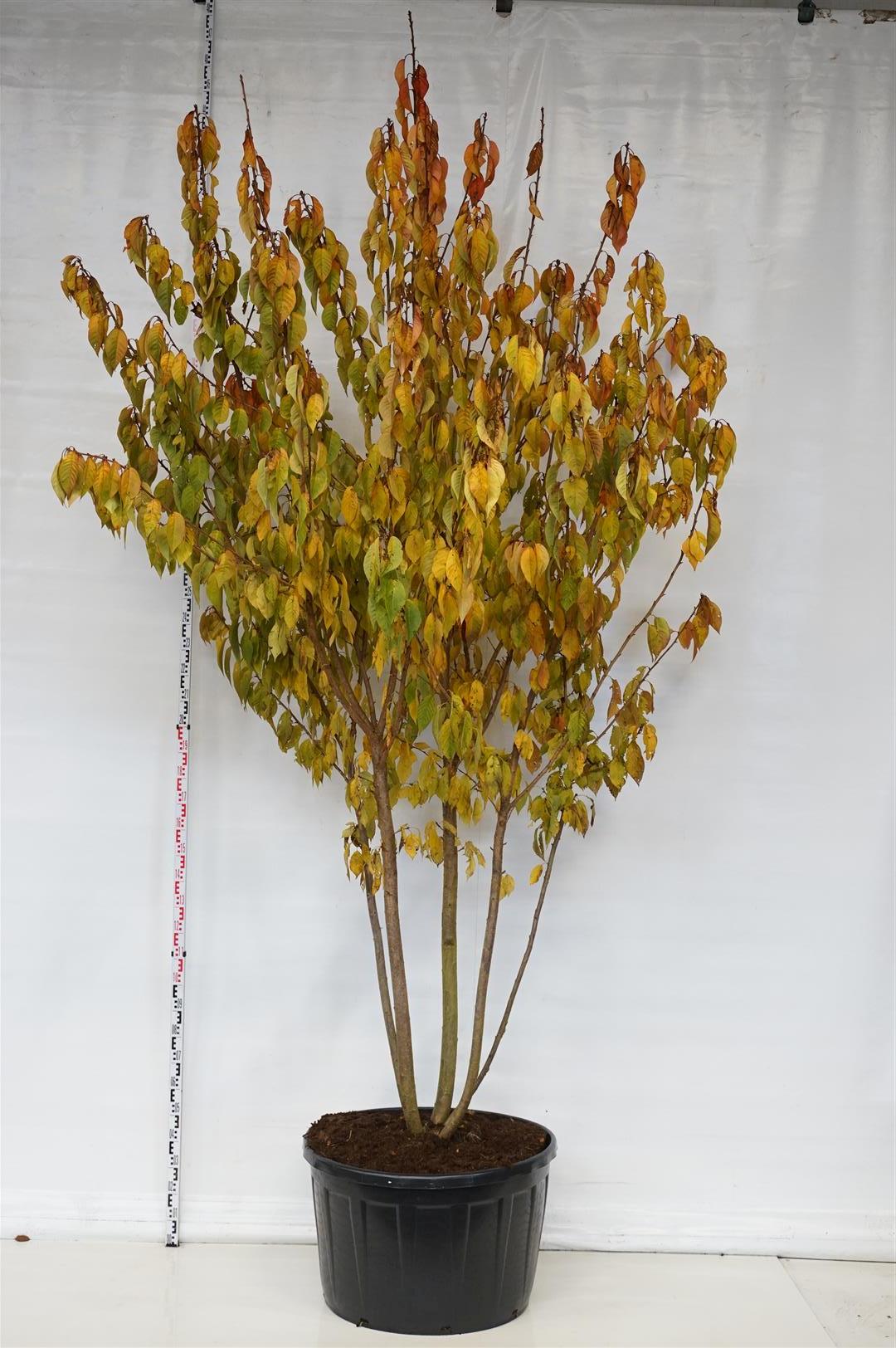 Prunus serr. &