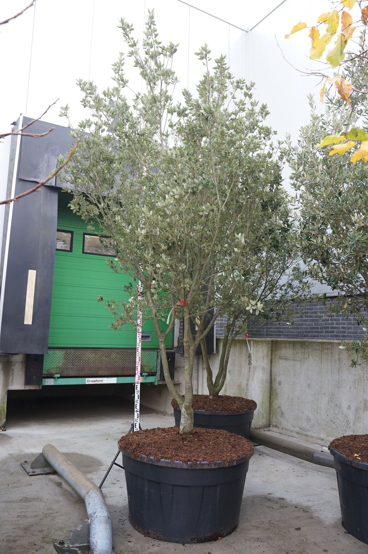 Quercus ilex Flerstammig 300-350 cm C500 (500 liters kruka)