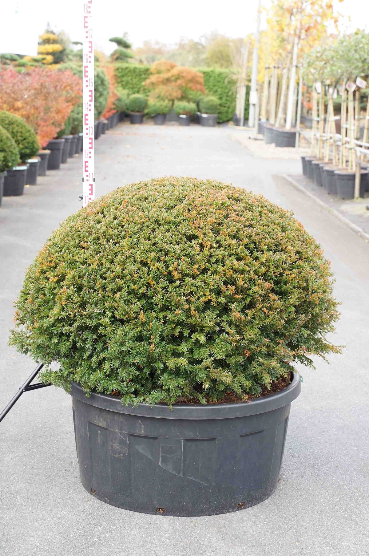 Taxus baccata C240 (240 liters kruka) formklippt