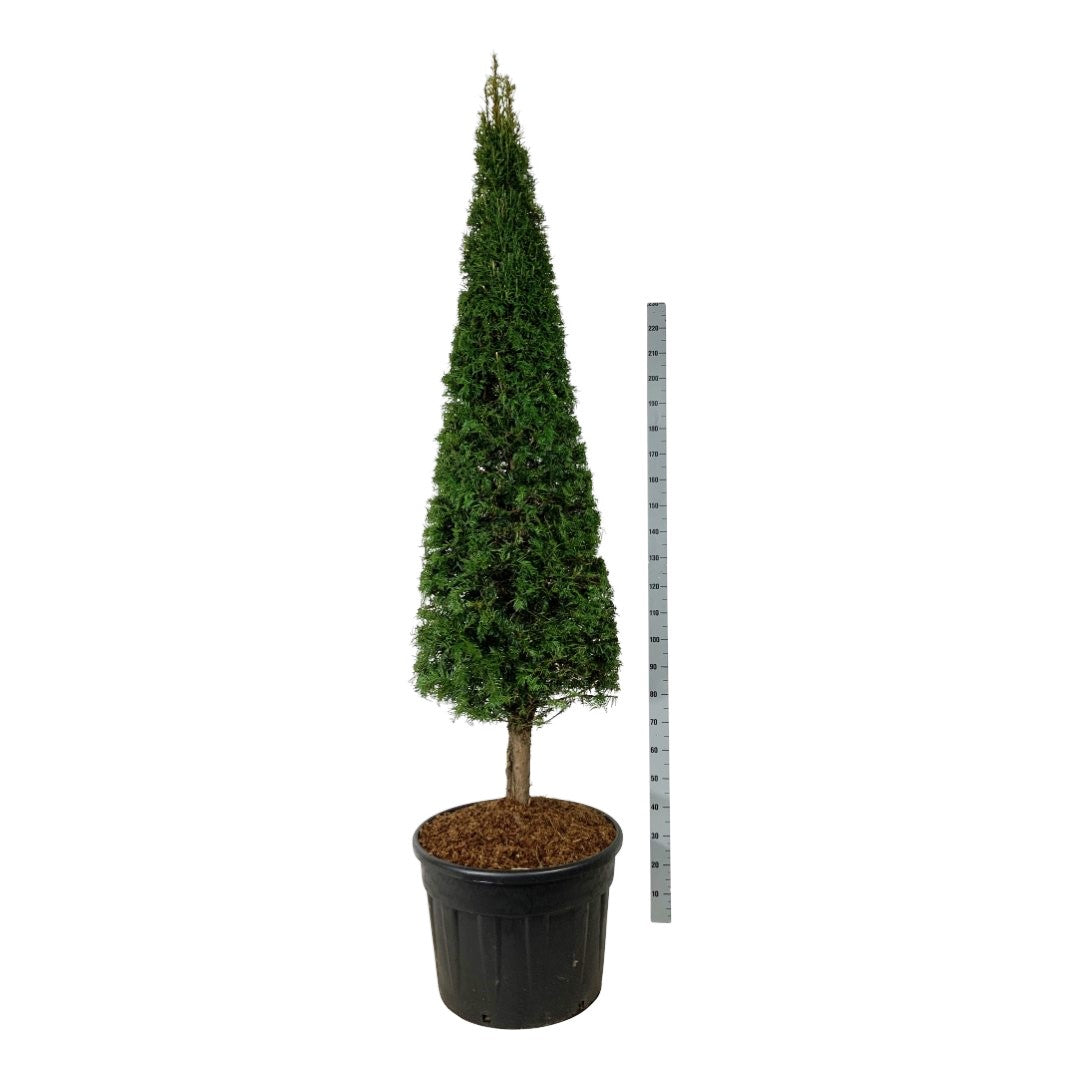 Taxus baccata kon på stam 200-225 cm C110 (110 liters kruka)