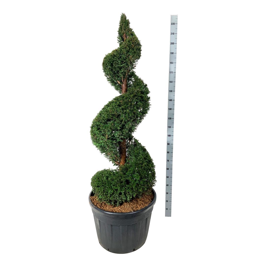 Taxus baccata spiralformad 150-175 cm C130 (130 liters kruka)