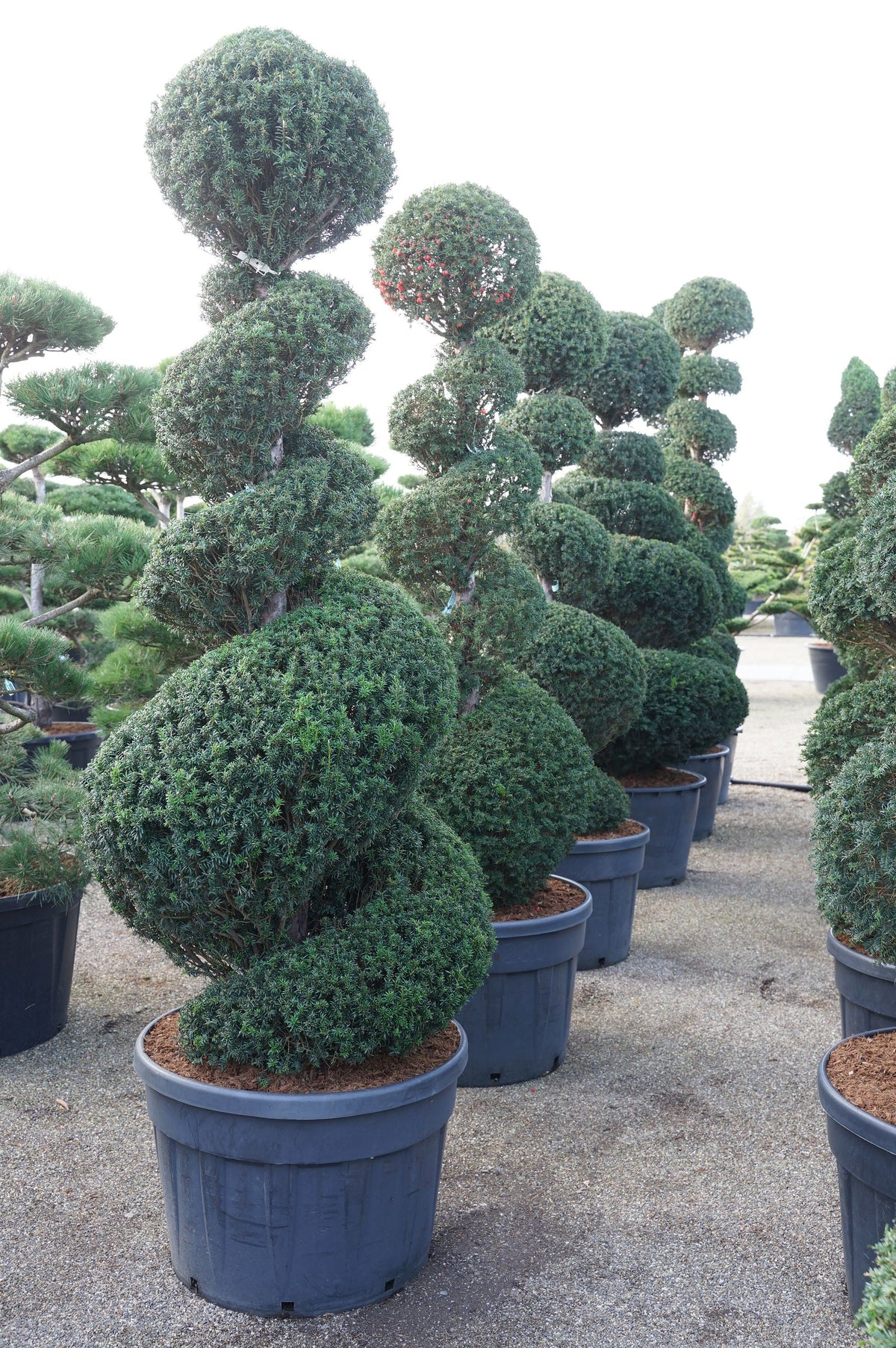 Taxus baccata 200-225 cm C180 (180 liters kruka)