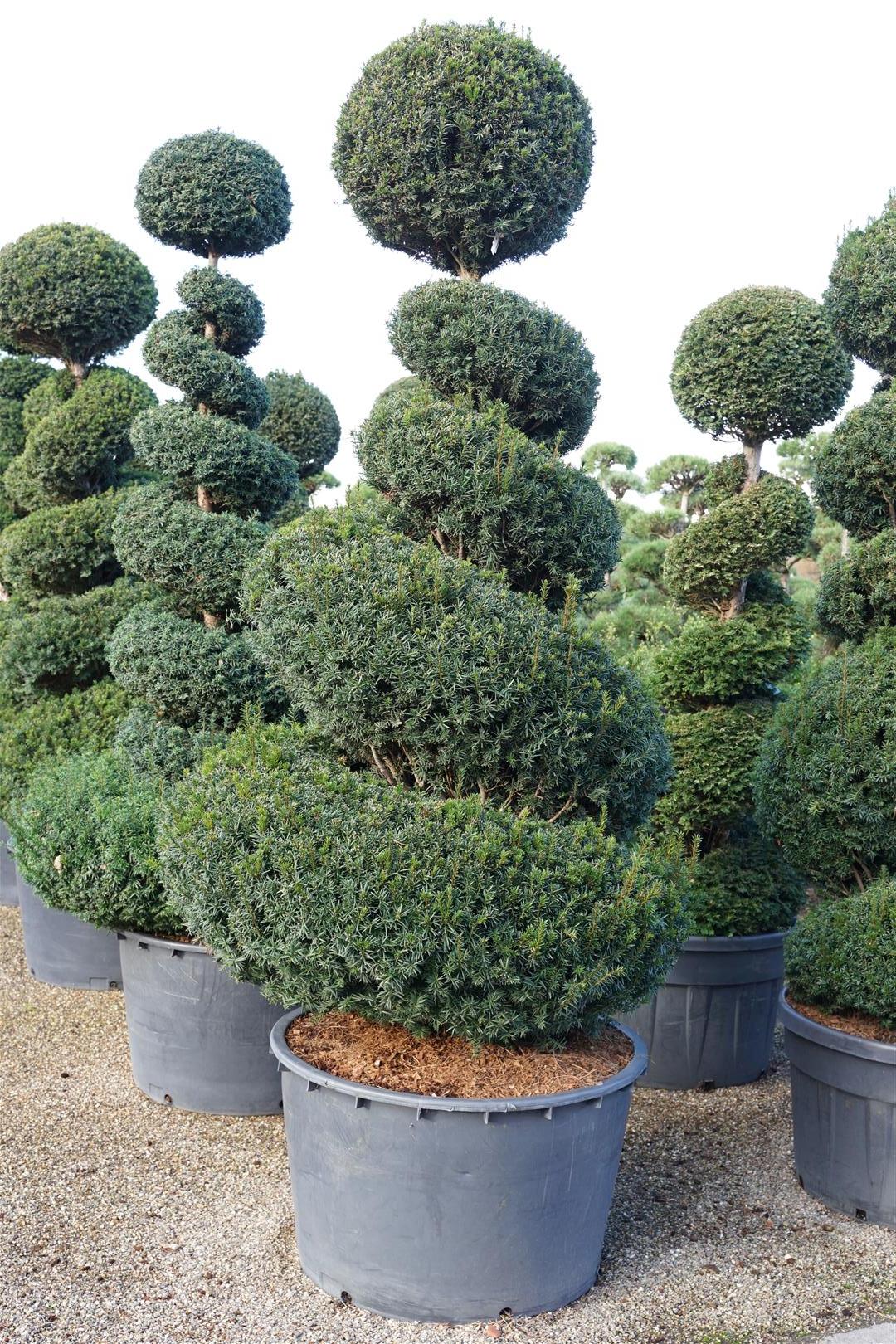 Taxus baccata spiralformad 200-225 cm C285 (285 liters kruka)