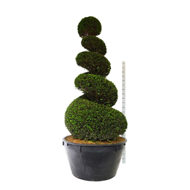Taxus baccata 200-225 cm, C230 (230 liters kruka)