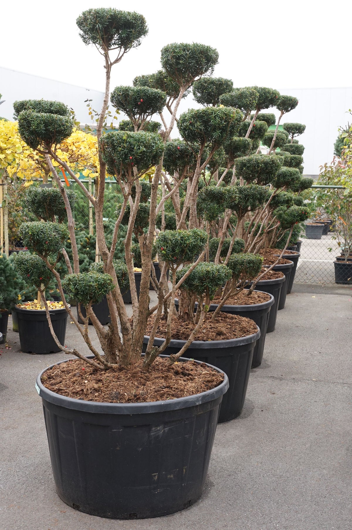 Taxus media Bonsai 150+ cm C290 (290 liters kruka)