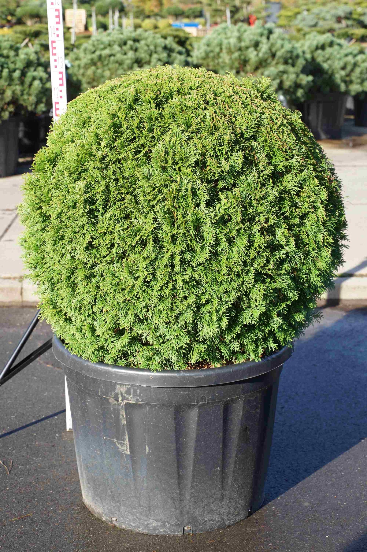 Thuja occidentalis &