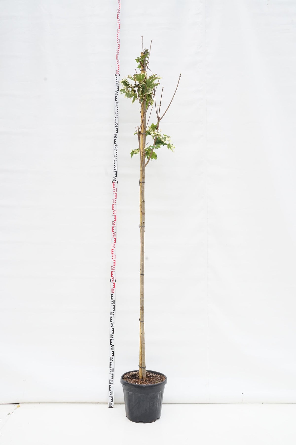 Acer platanoides &