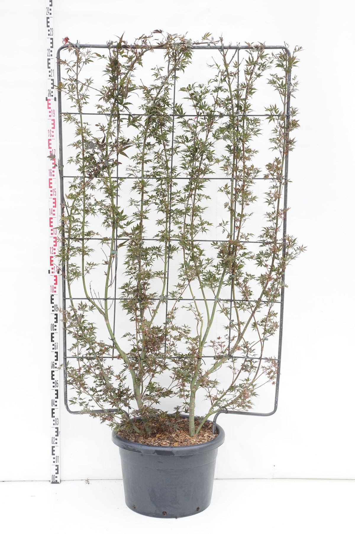 Acer palmatum &
