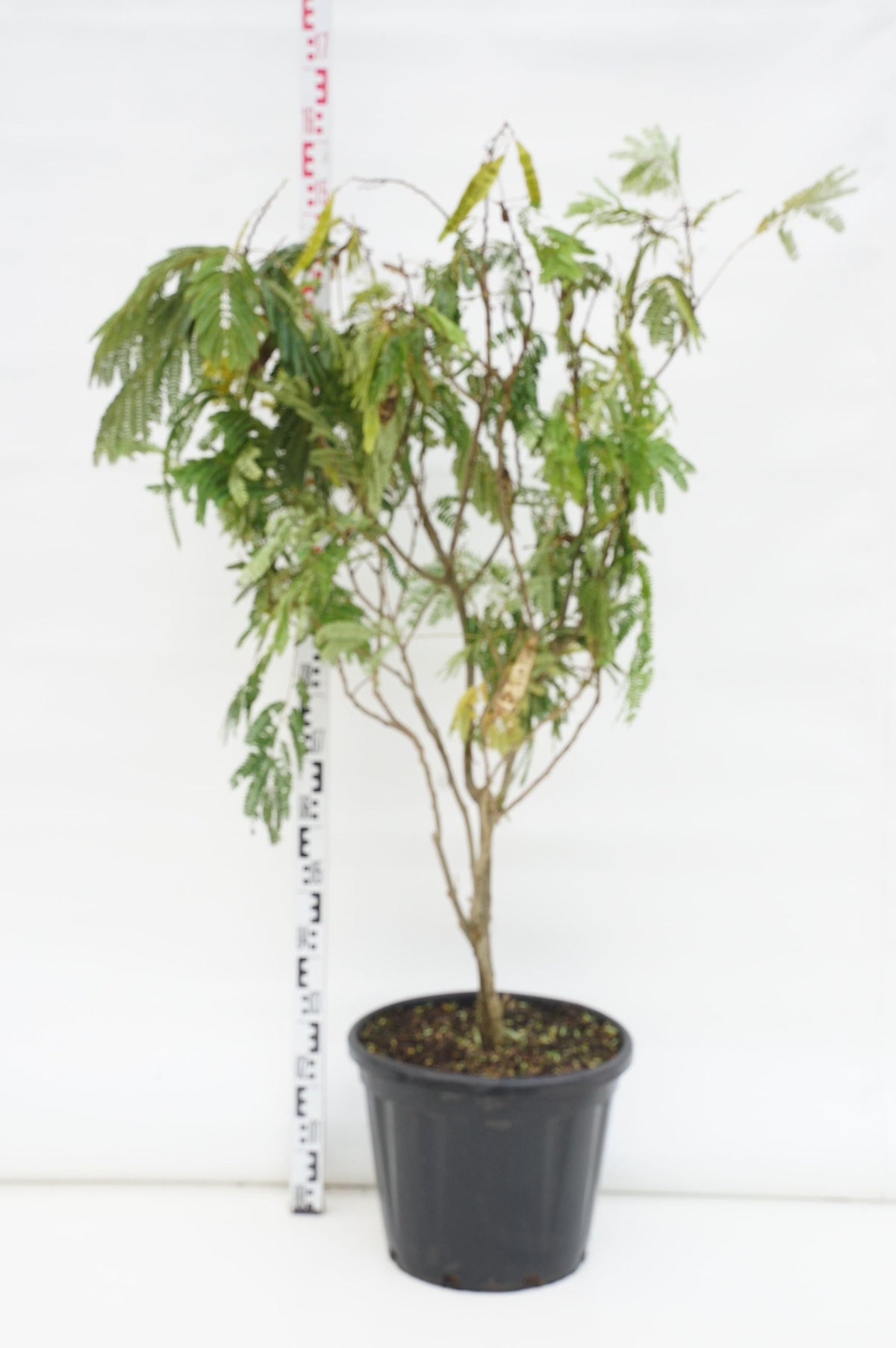 Albizia jul. &