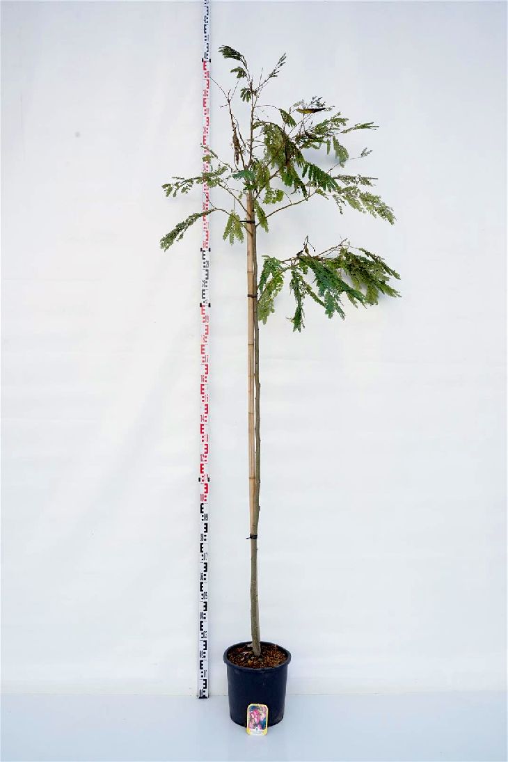 Albizia jul. &