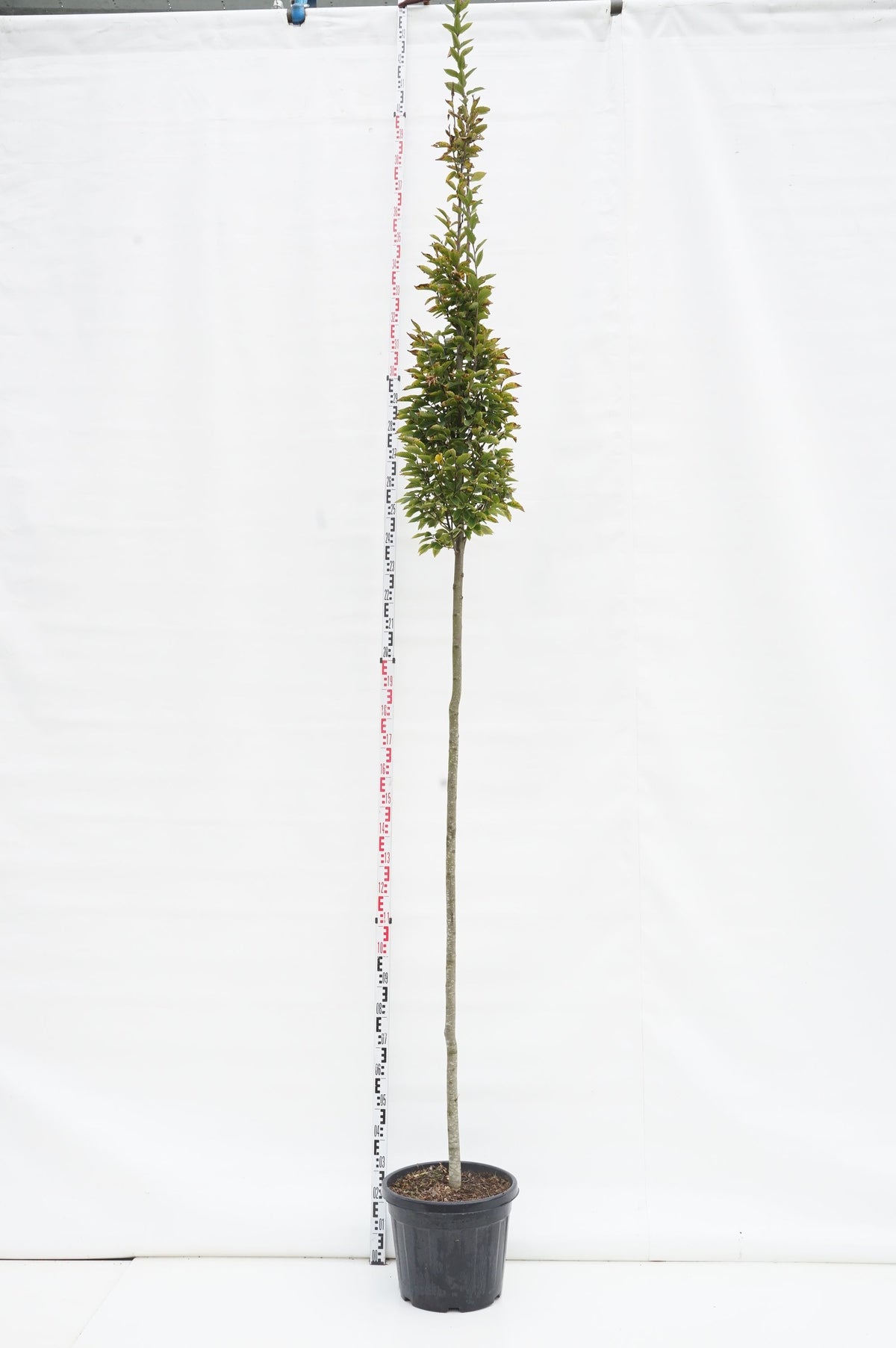 Carpinus bet. &
