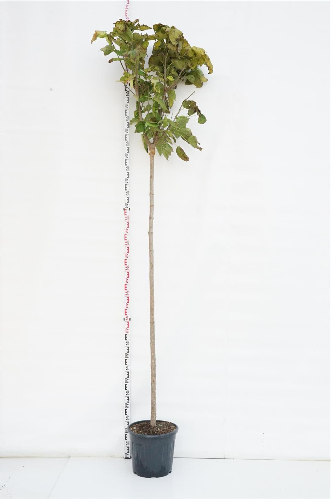 Catalpa bungei Stam 225 cm, stamomfång 10-12 cm, C30 (30 liters kruka)