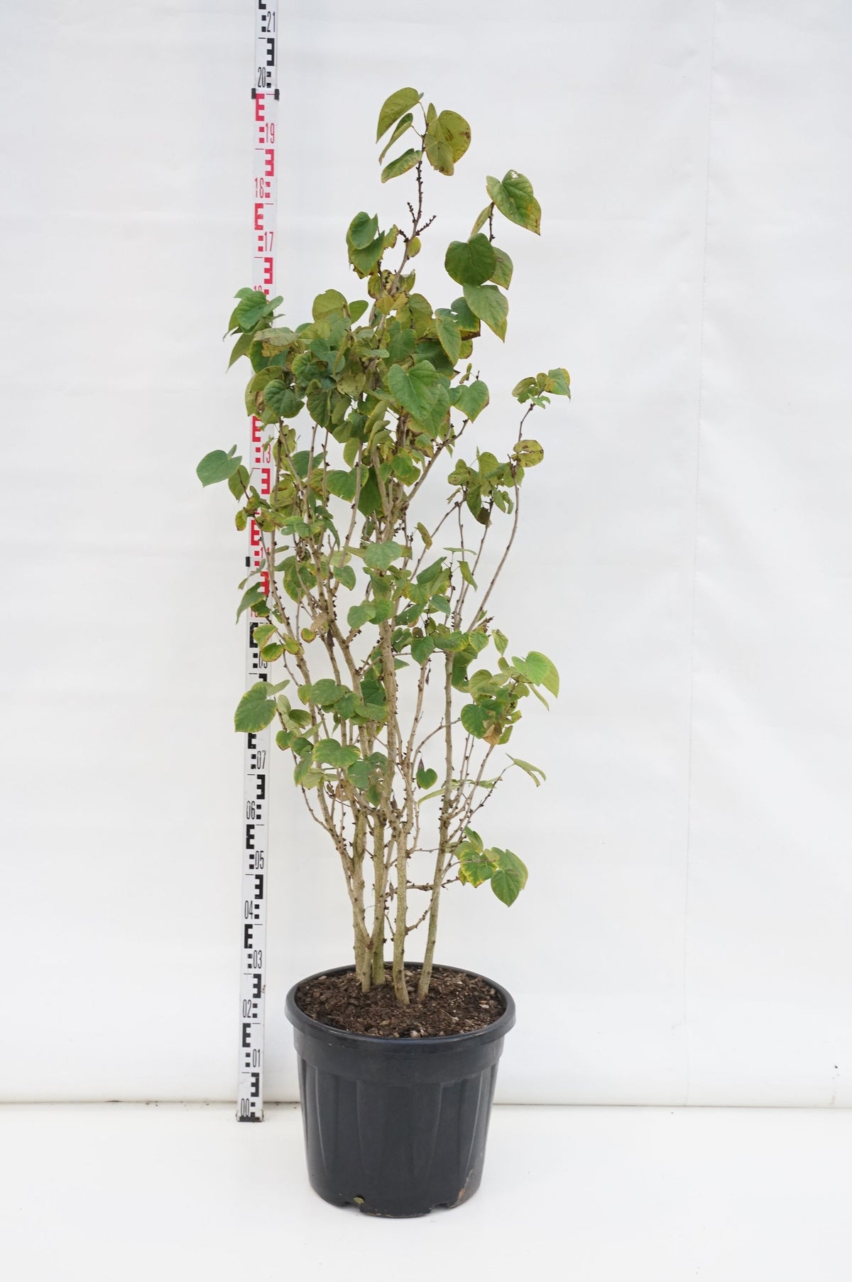 Cercis chinensis &