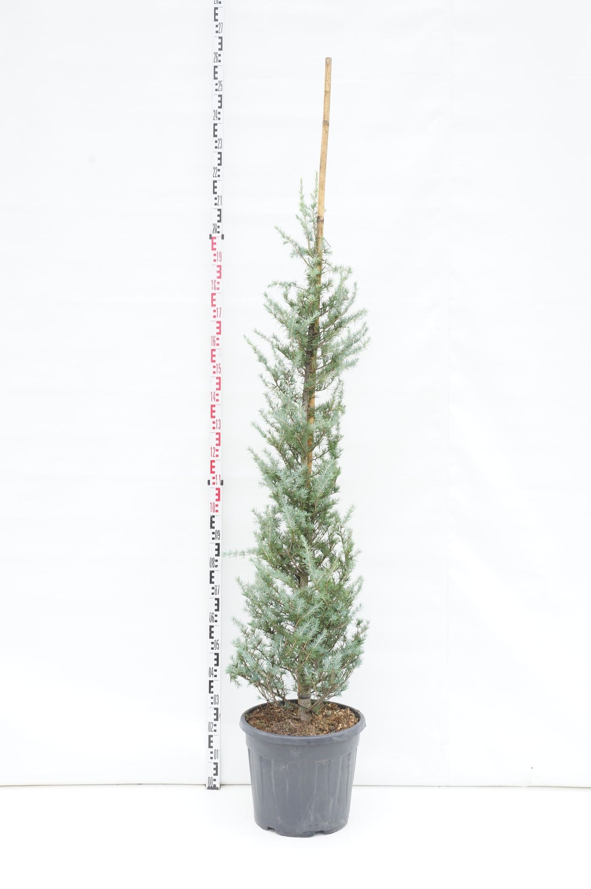 Cedrus deodara &