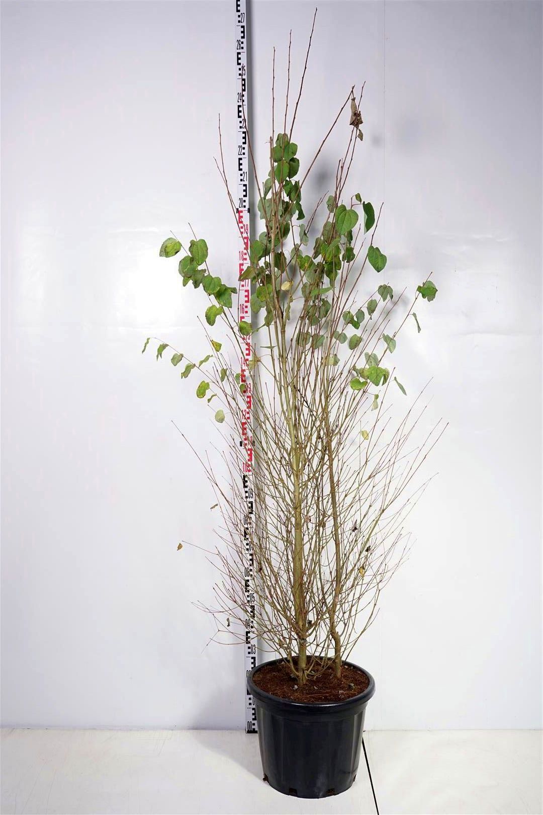 Cercidiphyllum japonicum C35 (35 liters kruka) 200-250 cm