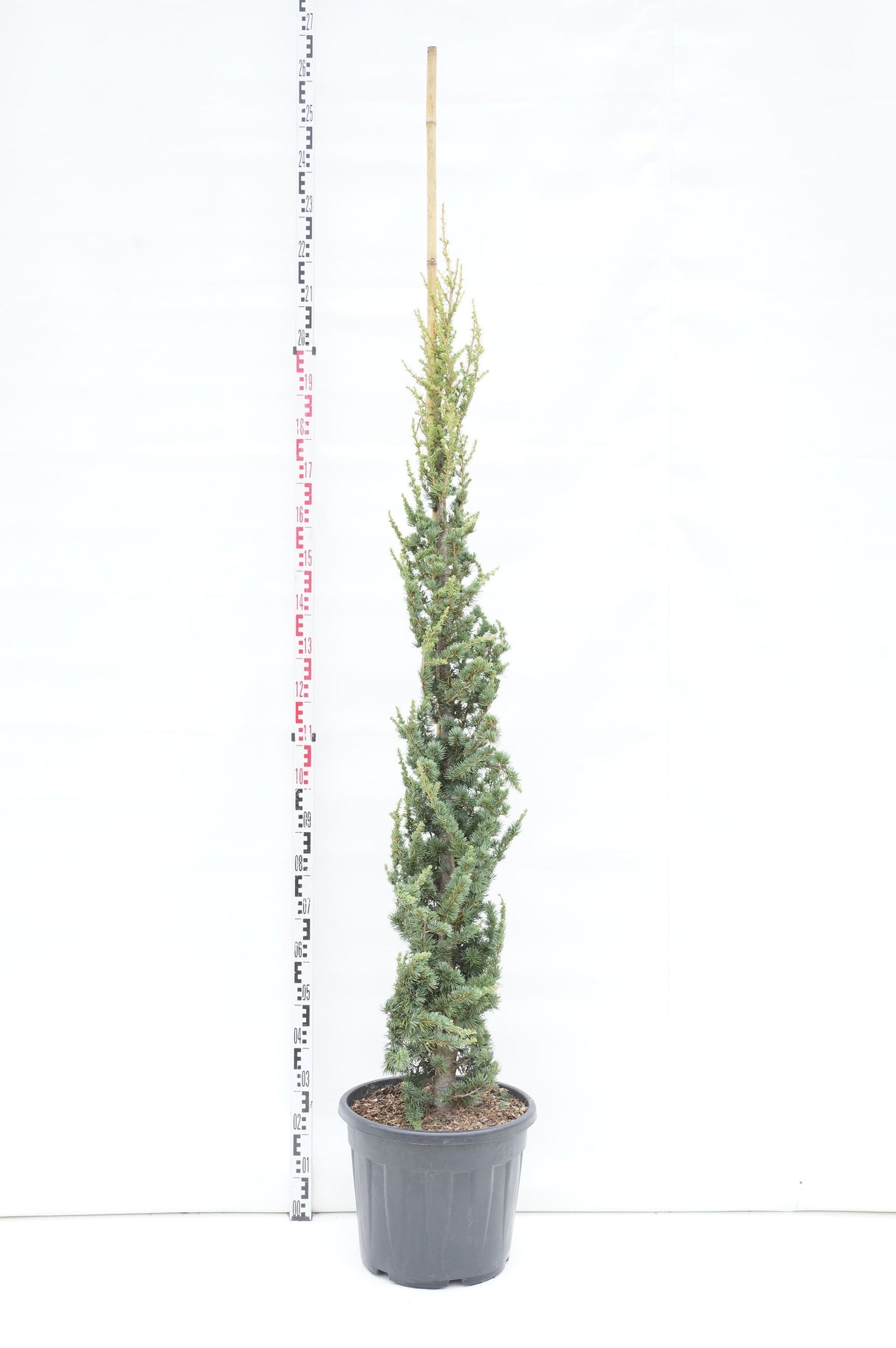 Cedrus libani &