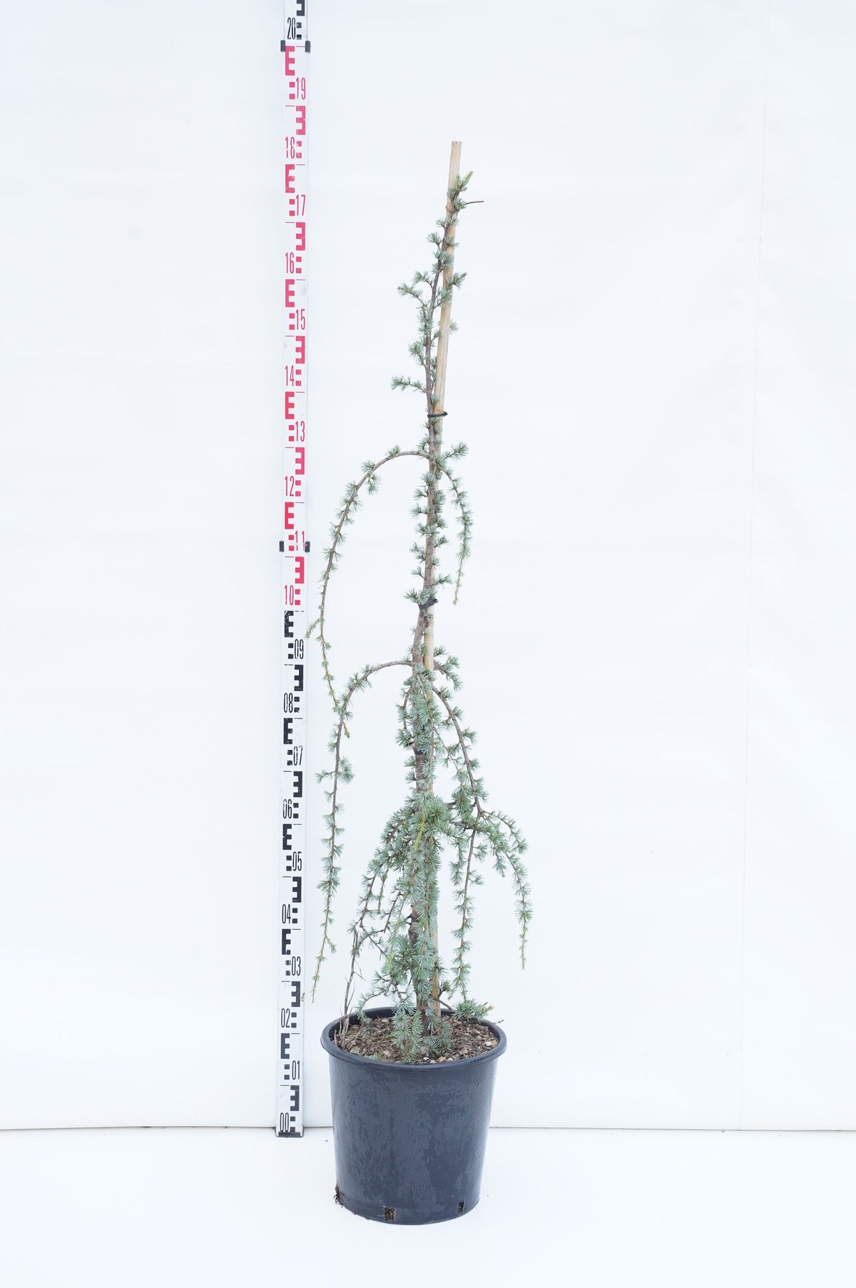 Cedrus libani &
