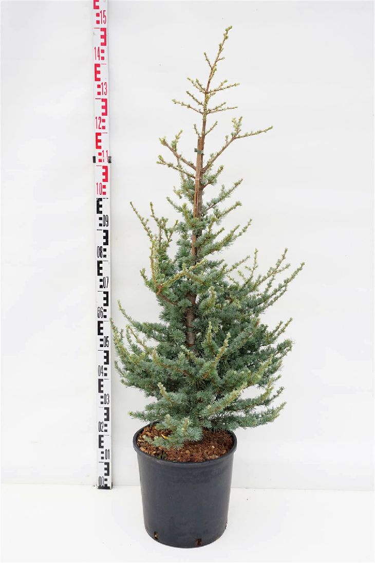 Cedrus lib. &