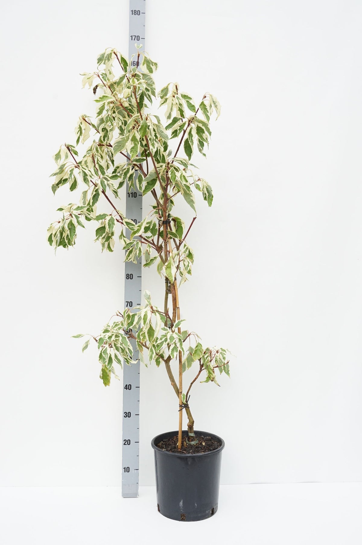Cornus contr. &
