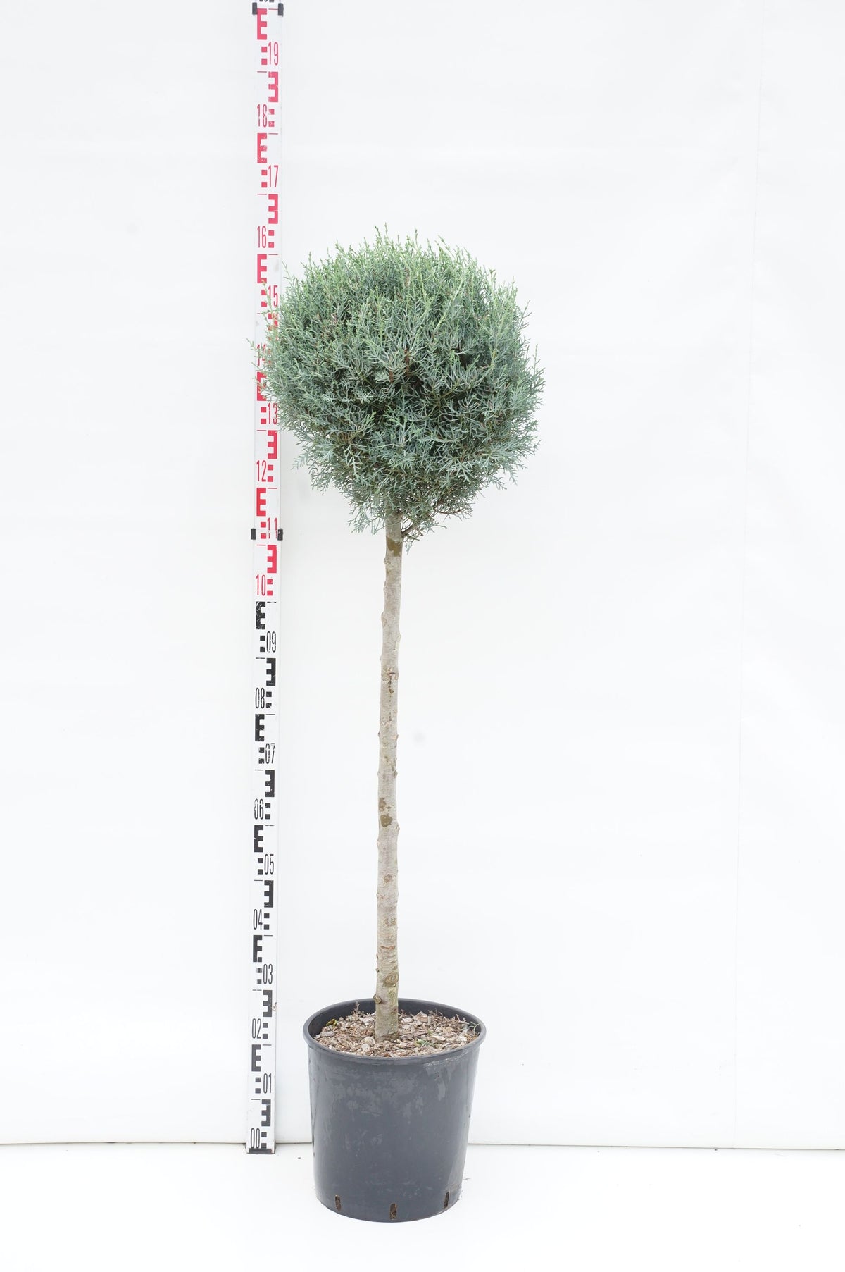Cupressus ariz. &