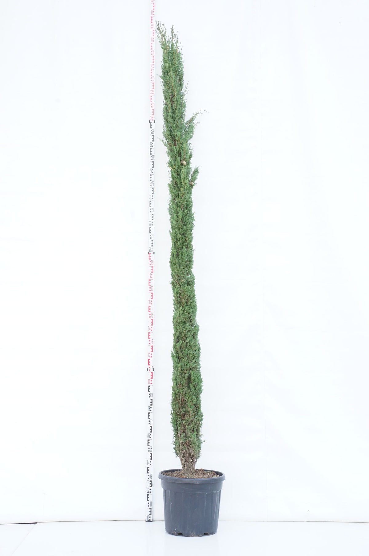 Cupressus semp. &