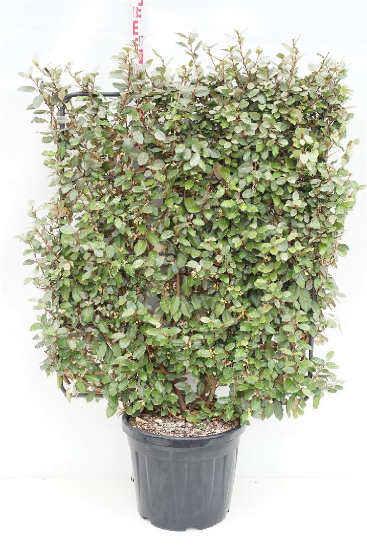 Elaeagnus ebbingei &