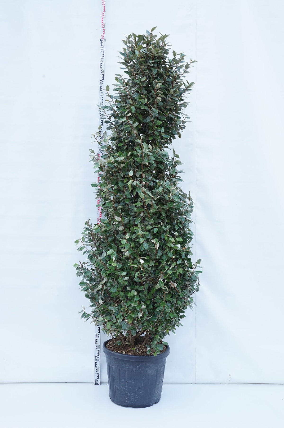 Elaeagnus ebbingei &