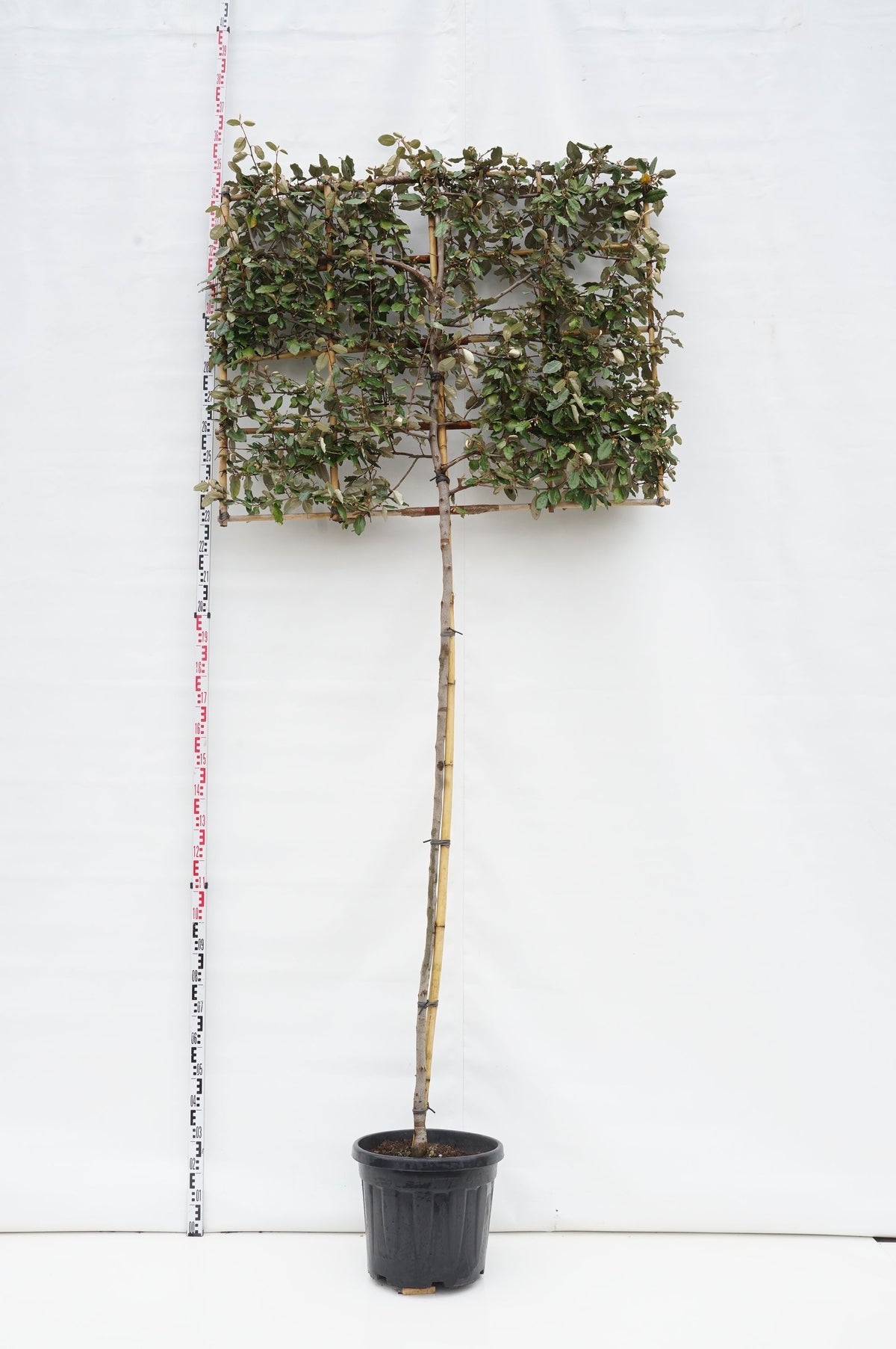 Elaeagnus ebbingei (spaljerad) stam 200 cm, stamomfång 10-12 cm, C50 (50 liters kruka)