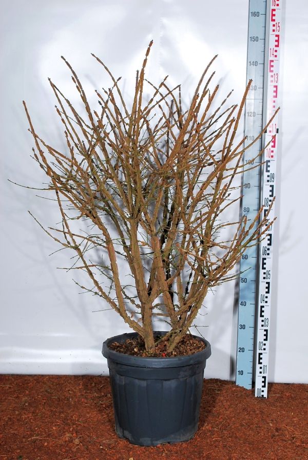 Euonymus alatus &