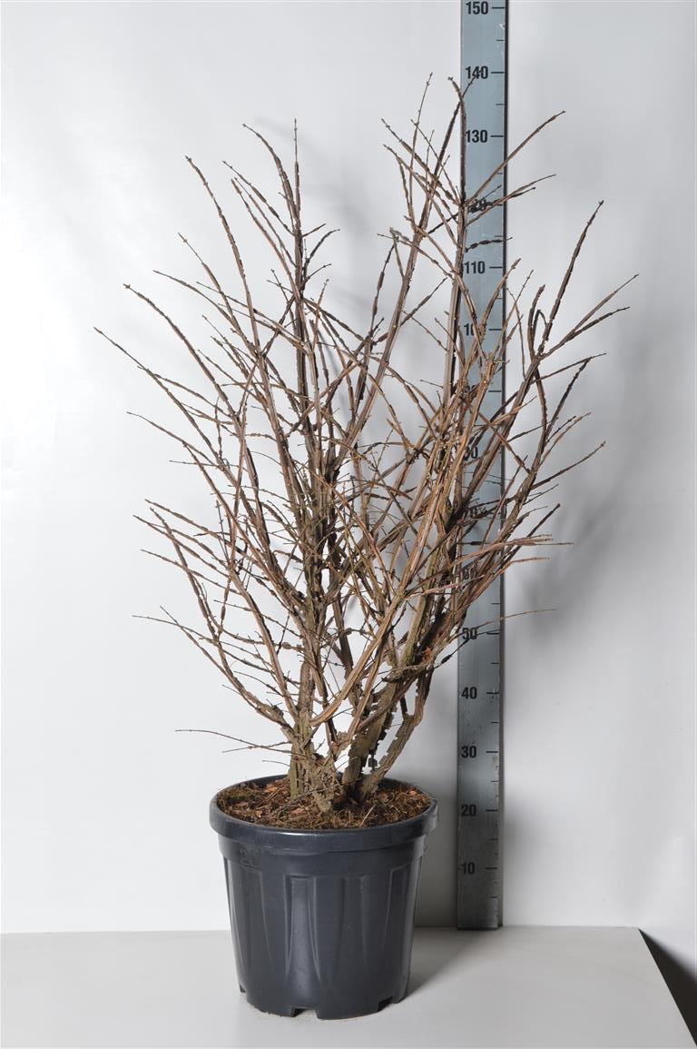 Euonymus alatus 60-80 cm rotklump