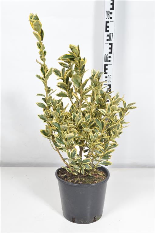 Euonymus japonicus &