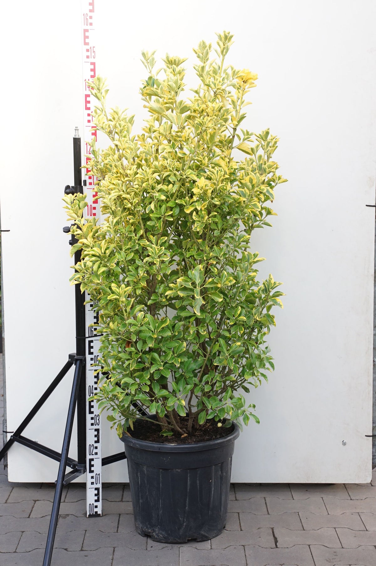 Euonymus jap. &