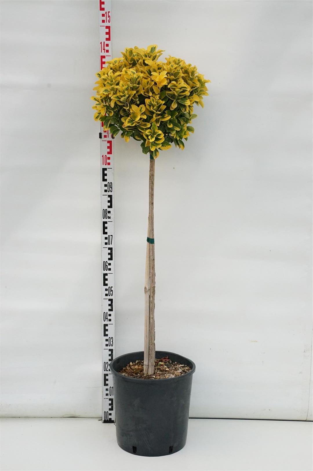 Euonymus japonicus &