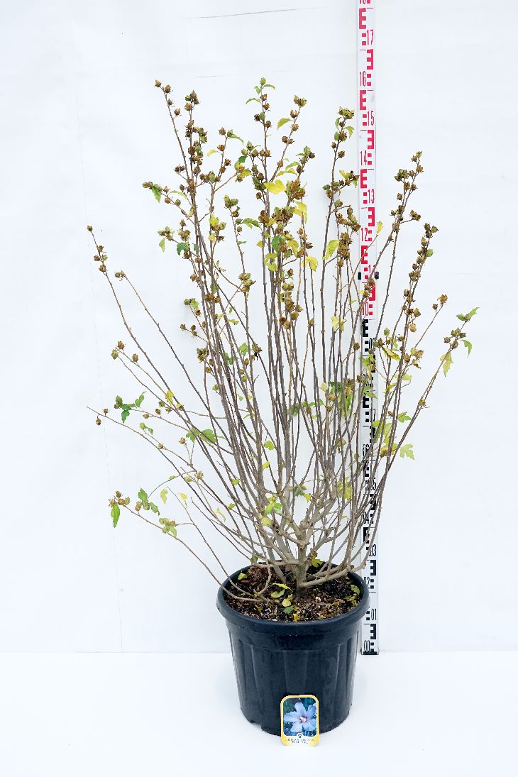 Hibiscus syriacus &