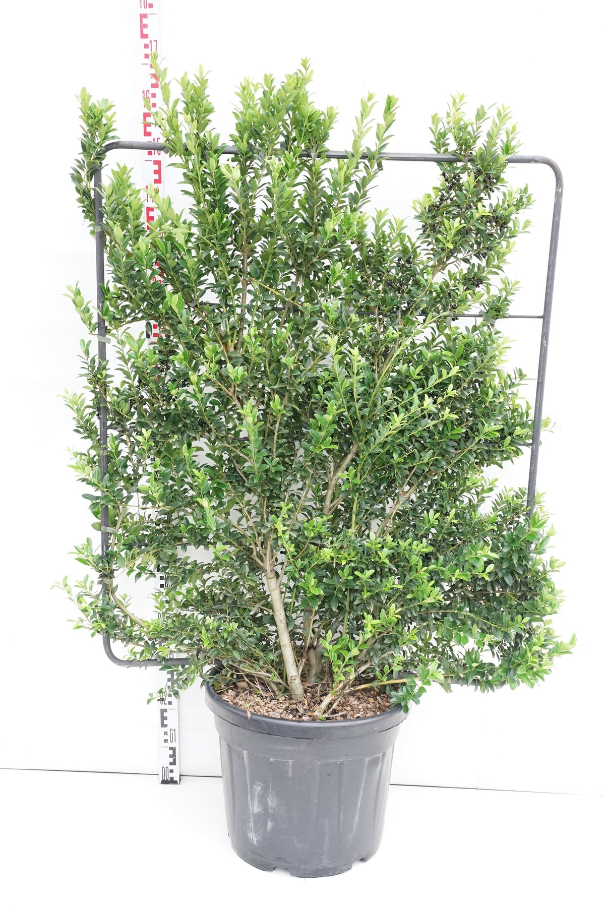 Ilex maximowicziana spaljerad 120x100 cm - C45 (45 liters kruka)