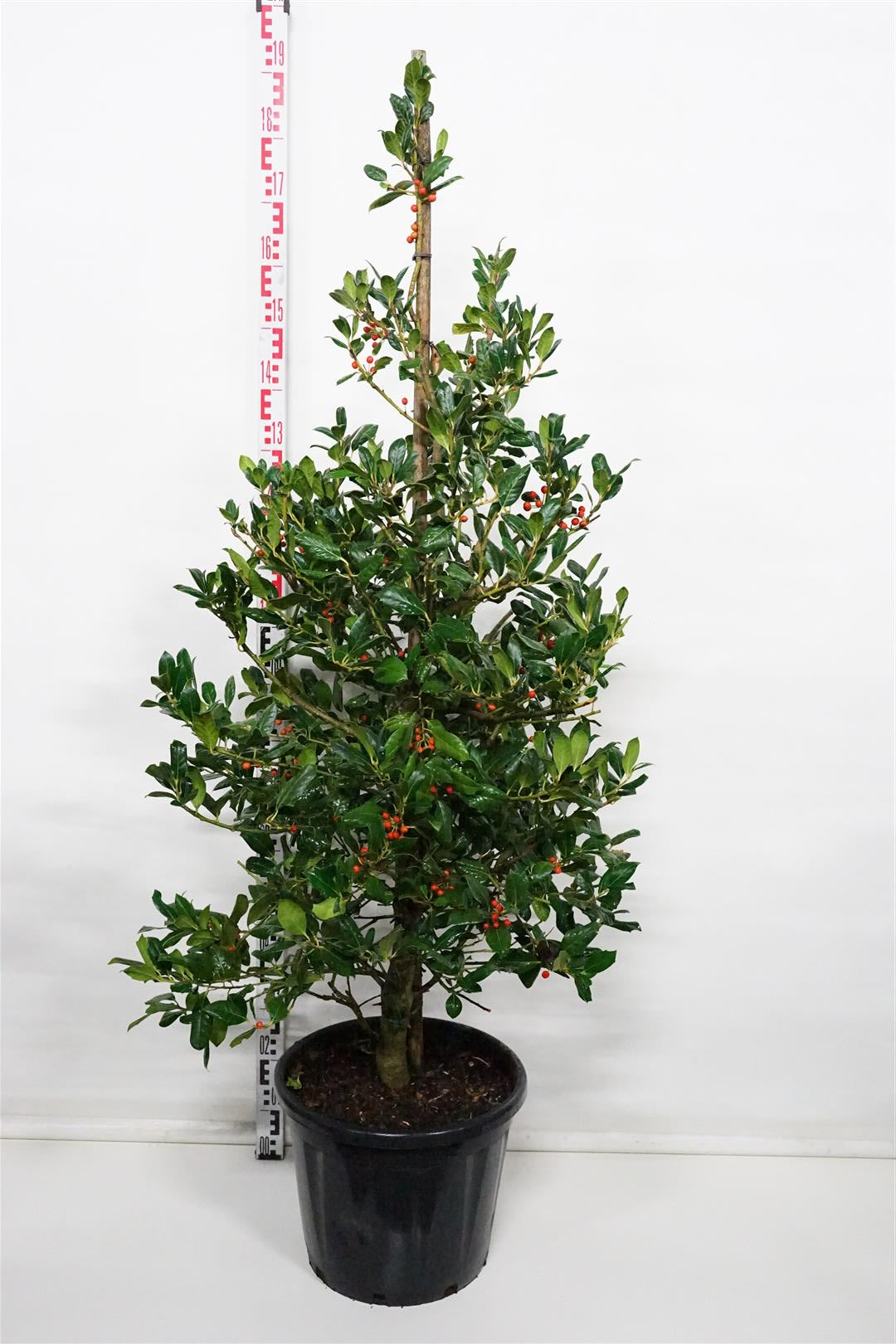 Ilex &