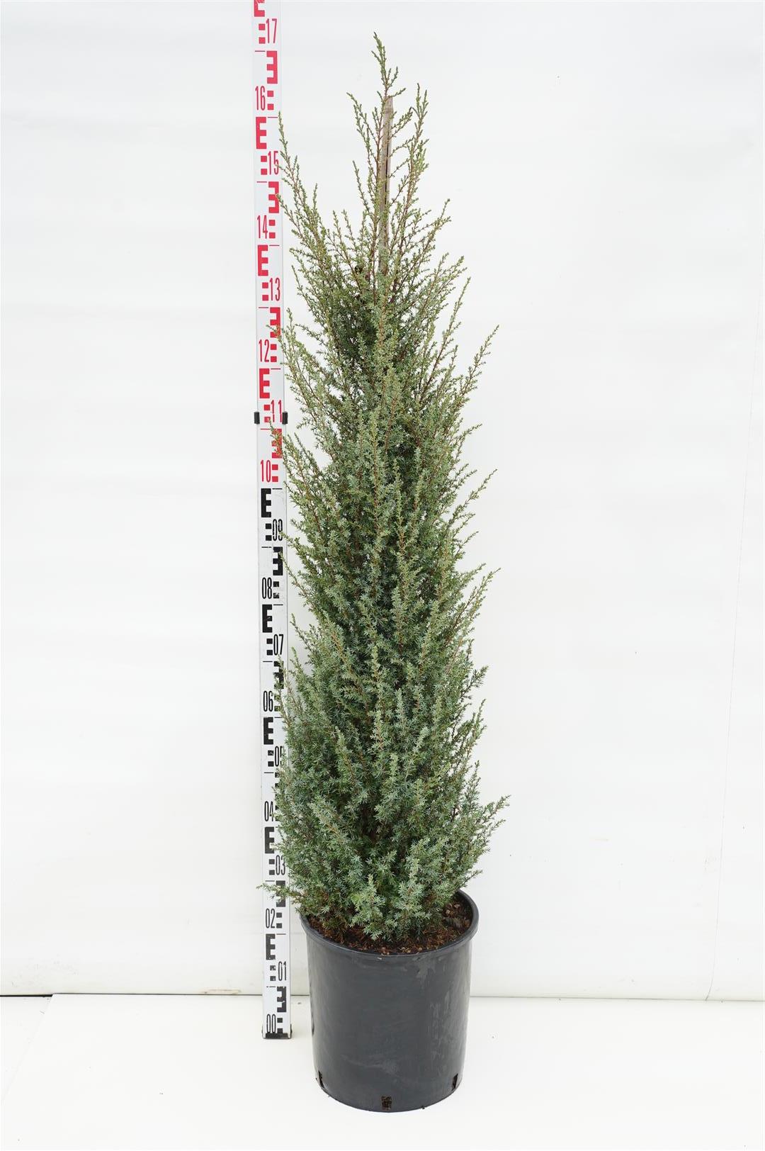 Juniperus comm. &