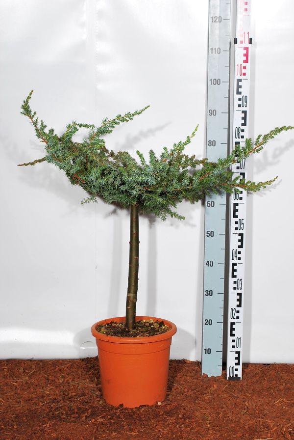 Juniperus conf. &