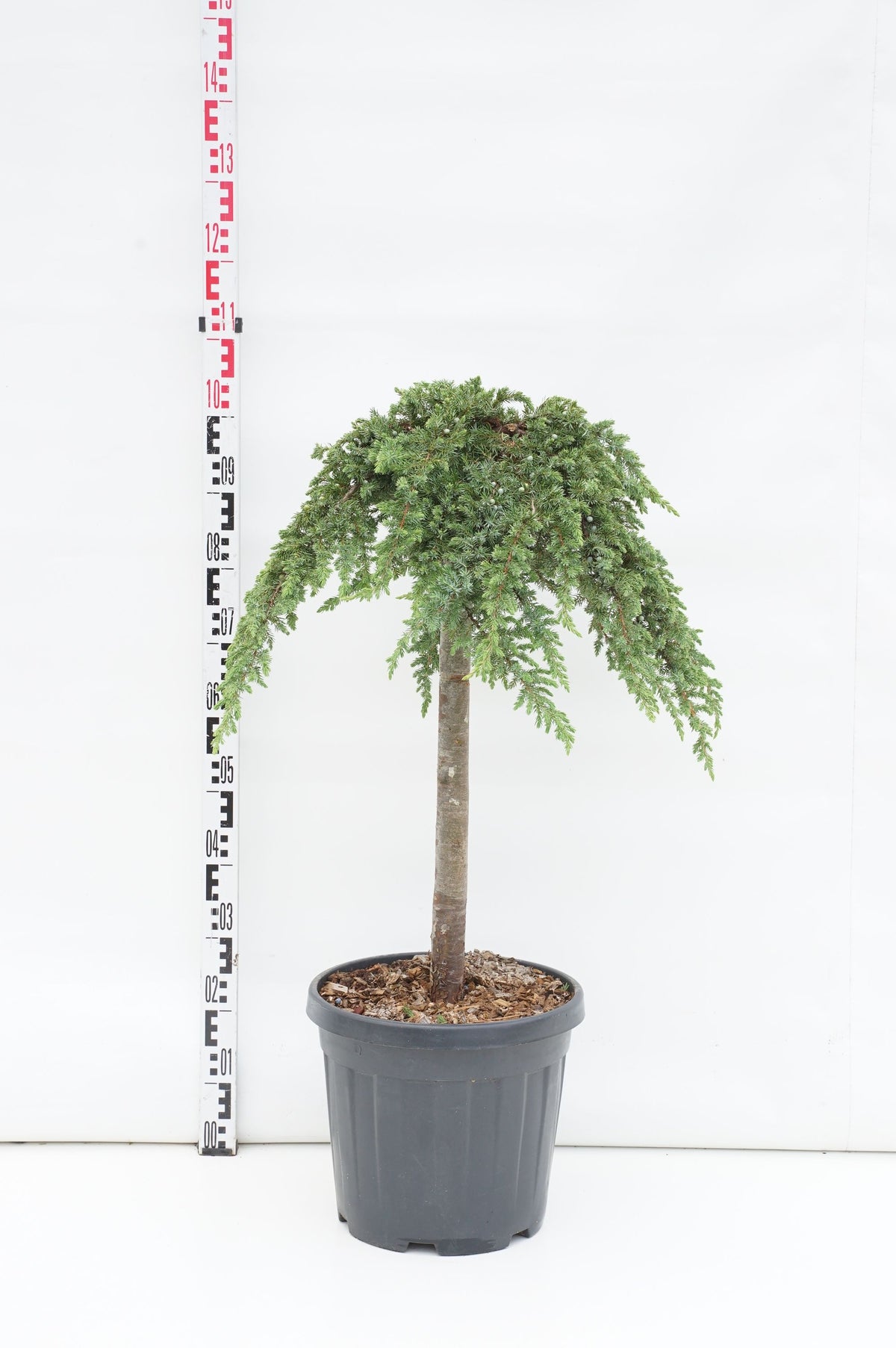Juniperus conferta &