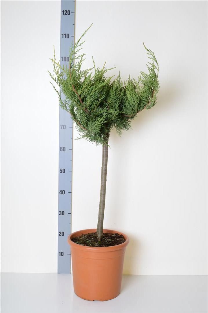 Juniperus pf. &