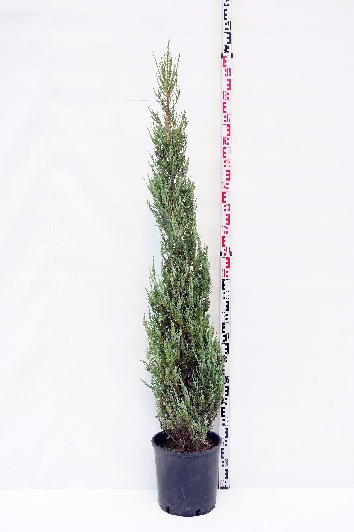 Juniperus scop. &